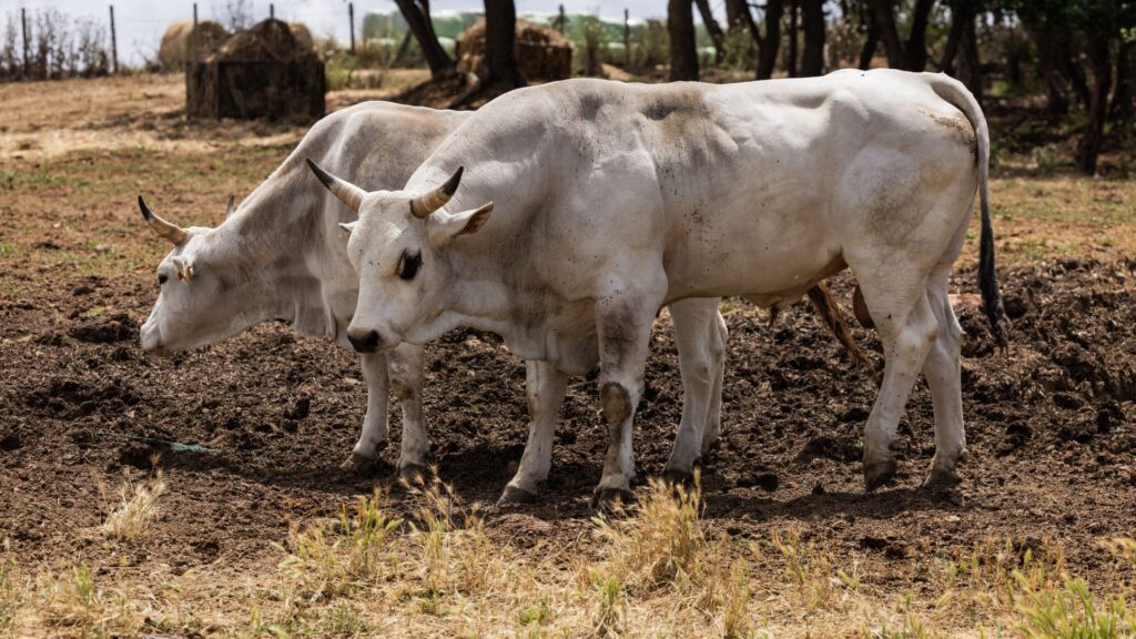 Razza bovina Chianina